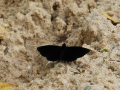 Rohana