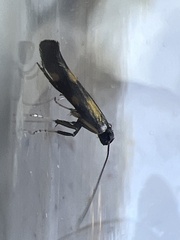 Euspilapteryx auroguttella