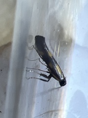 Euspilapteryx auroguttella