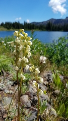 Pedicularis contorta