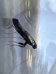 Euspilapteryx auroguttella