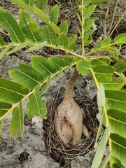 Phyllanthus mirabilis