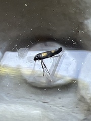 Euspilapteryx auroguttella