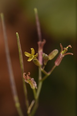 Cardamine macrocarpa
