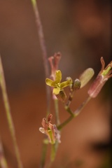 Cardamine macrocarpa