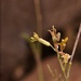Cardamine macrocarpa - Photo (c) Aidan Campos, some rights reserved (CC BY-NC), uploaded by Aidan Campos
