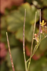 Cardamine macrocarpa
