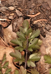 Cardamine macrocarpa