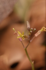 Cardamine macrocarpa