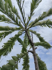 Phyllanthus mirabilis