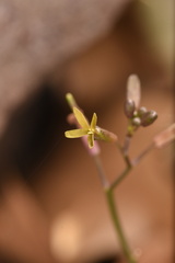 Cardamine macrocarpa