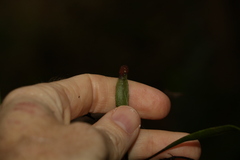 Pyrrosia confluens