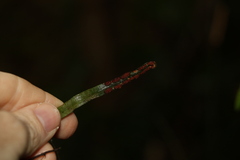 Pyrrosia confluens