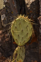 Opuntia chisosensis