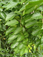 Croton tiglium