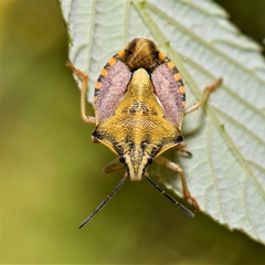 Carpocoris pudicus