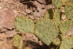 Opuntia chisosensis