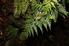 Davallia solida pyxidata