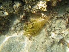 Anemonia viridis