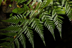 Davallia solida pyxidata