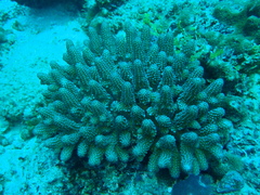 Acropora globiceps