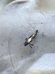 Euspilapteryx auroguttella