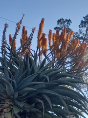 Aloe marlothii