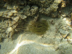 Anemonia viridis