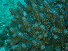 Acropora globiceps