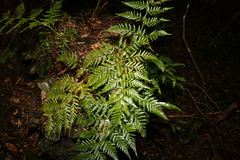 Davallia solida pyxidata