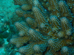Acropora globiceps