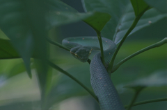 Tropidolaemus subannulatus