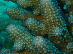 Acropora globiceps