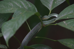 Tropidolaemus subannulatus