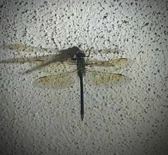 Anax junius
