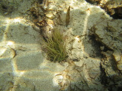 Anemonia viridis