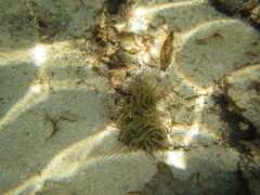 Anemonia viridis