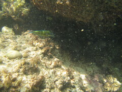 Thalassoma pavo