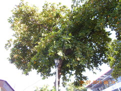 Terminalia catappa