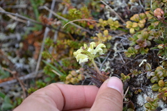 Pedicularis lapponica