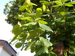 Terminalia catappa