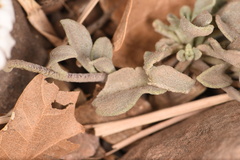 Physaria purpurea