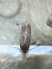 Bryotropha terrella