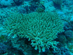 Acropora tenuis