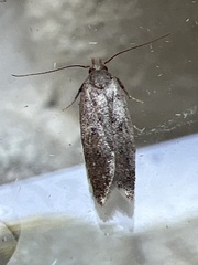 Bryotropha terrella