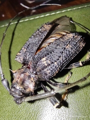 Polyrhaphis michaeli