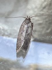 Bryotropha terrella