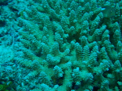 Acropora tenuis