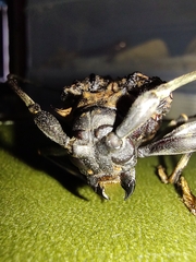 Polyrhaphis michaeli