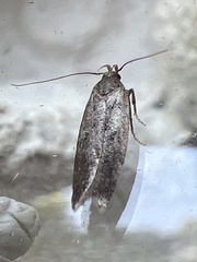 Bryotropha terrella
